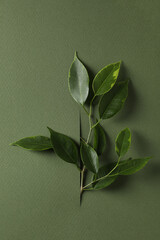 Concept of summertime, leaves, summer and nature concept