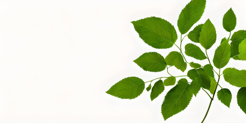 green leaves isolated on white background, copy space for text, illustration, Generative, AI