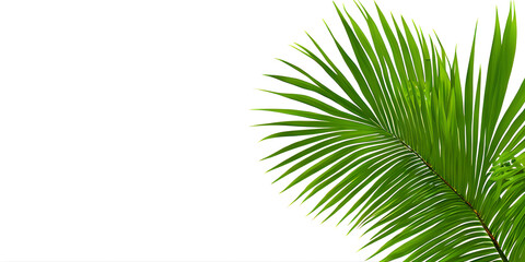 Obraz premium green leaves isolated on white background, copy space for text, illustration, Generative, AI