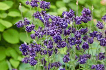 Aquilegia vulgaris flowers,Violet flowers and fruits of common columbine close-up in garden