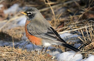 close up of a red robin in winter in the brush at sawhill ponds wildlife preserve, east of boulder, colorado