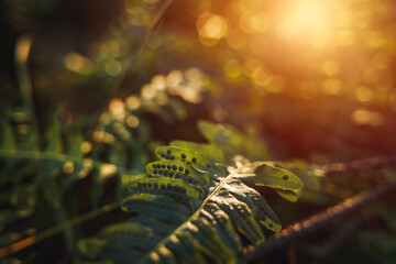 fern close up with strong sunlight in the forest