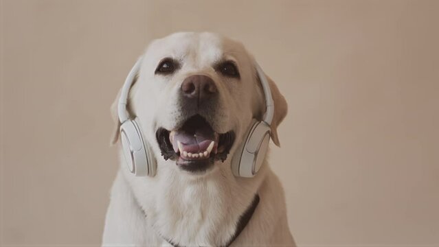 Portrait of cheerful white labrador retriever in wireless headphones on its ears posing for camera on beige clear studio background