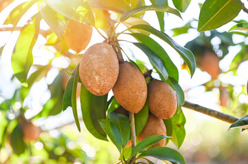 sapodilla fruit on the sapodilla tree plant on summer, sapodilla plum in the garden fruit in thailand