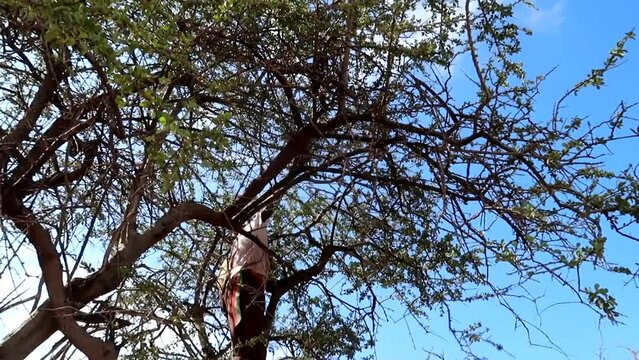 Unrecognizable Hadzabe tribe kid up on a tree shaking branches to take a hunted bird