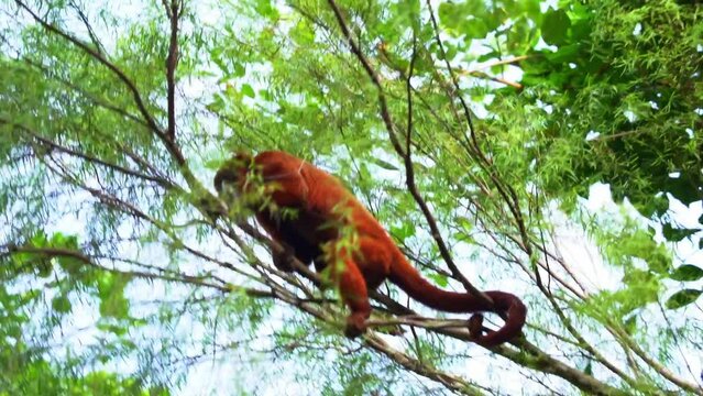 Wild guyanan red howler, alouatta macconnelli spotted resting on treetop in tropical rainforest.