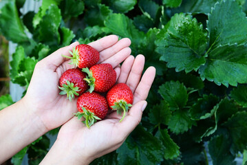 strawberry plant farm, fresh ripe strawberry field for harvest strawberries picking on hand in the...