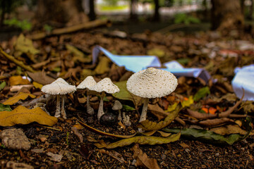 a bunch of wild mushrooms growing in autumn with fallen leaves