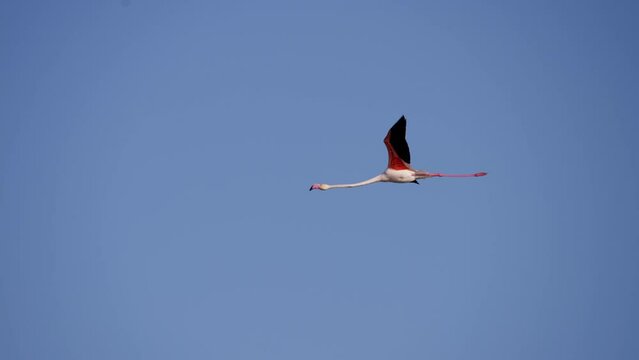 Wild colourful flamingo flying alone in slow motion