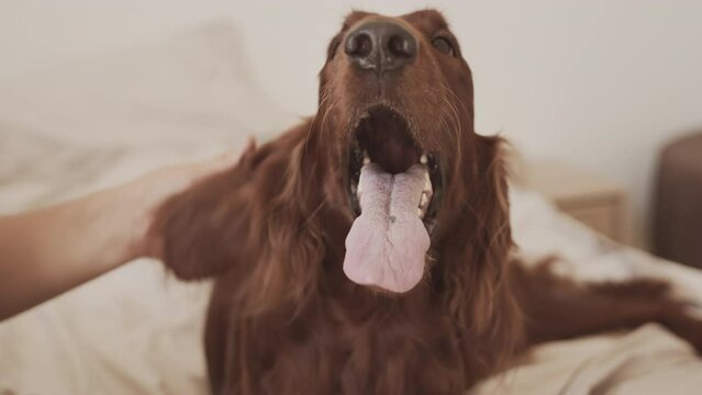 Portrait of lovely Irish ret setter keeping its mouth open while being stroked by its owner at home