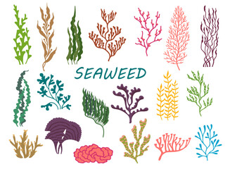 Underwater seaweed plants, ocean bottom corrals