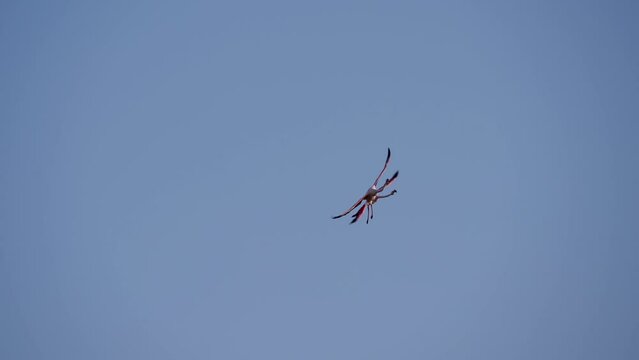 Two wild colourful flamingos flying together in slow motion