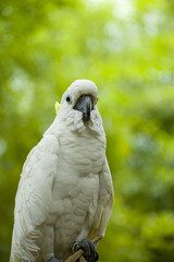 portrait of a white parrot