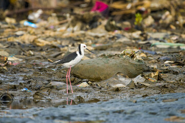 stork on the beach