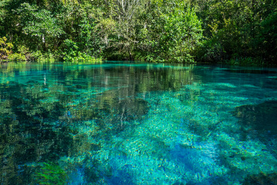 Turquoise pond of&Acirc;&nbsp;Itchetucknee Headsprings, Florida, USA