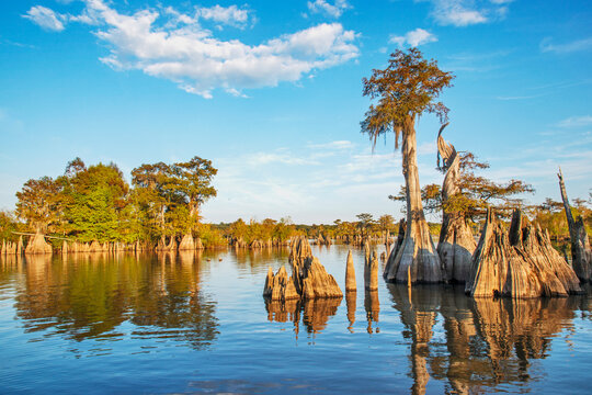 Trees and tree stumps in lake at&Acirc;&nbsp;Dead Lakes State Recreation Area, Wewahitchka, Florida, USA