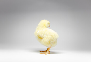 Three day old chick standing on white paper
