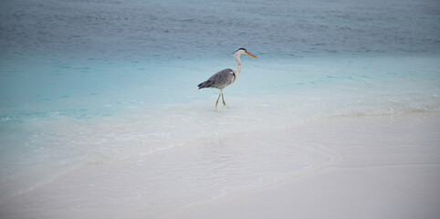 great Blue Heron by the sea