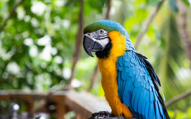 beautiful Blue-and-Yellow Macaw in rainforest