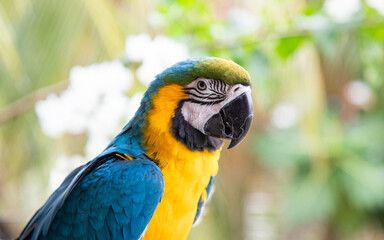 beautiful Blue-and-Yellow Macaw in rainforest