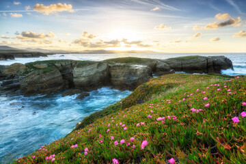 field of flowers on a cliff of the Asturian coast,