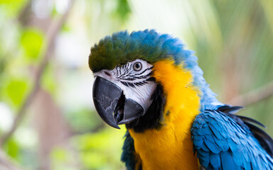 beautiful Blue-and-Yellow Macaw in rainforest
