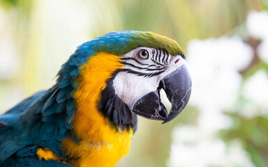 beautiful Blue-and-Yellow Macaw in rainforest