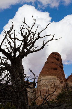 A haggard looking tree and a rock tower in the Chesler Park Region of Canyonlands National Park near Moab, Utah.