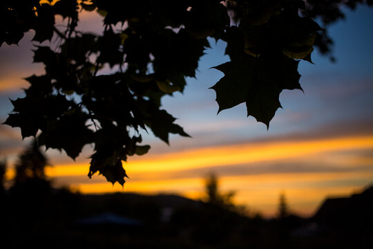 A vivid Montana sunset with maple leaves silhouetted in sharp focus.