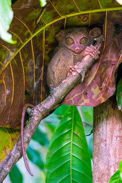 Philippine Tarsier (Carlito syrichta) at the Tarsier Conservation Area, Bohol