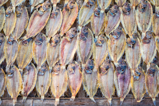 Tilapia drying in the sun