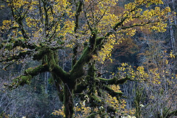 Lichen on a tree with yellow leaves