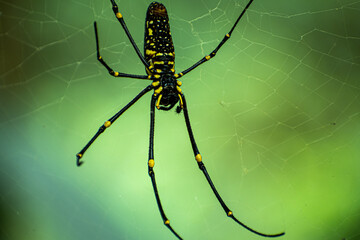 spider on a web
