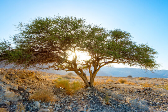 Acacia tree and desert landscape, Masada, Dead Sea Region, Southern District, Israel