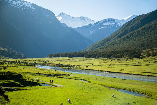 Hiking In Mount Aspiring National Park Through The Field Of Grazing Sheep And Cattle In New Zealand