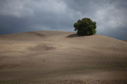 A single tree remains from a forest in a monoculture desertified and deforested field