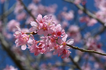 Full bloom cherry blossoms in Taiwan