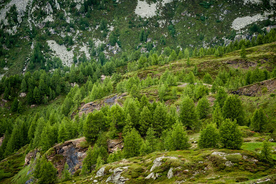 Larches in Parco Naturale Veglia Devero during a rainy day. Devero, Ossola, Italy.