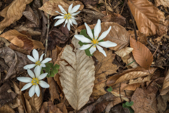 Bloodroot (Sanguinaria canadensis) wildflowers on forest floor