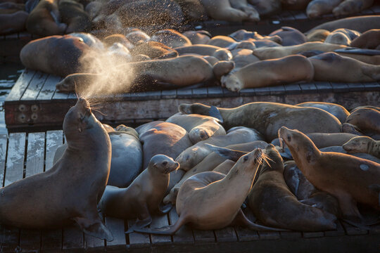 Large group of sea lions, Pier 39, San Francisco, California, USA
