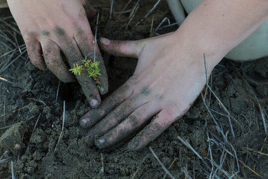 AmeriCorps volunteer planting native wetlands species in the restored Hamilton Field Tidal Marsh, Novato, California, USA