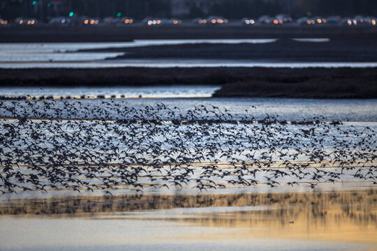 Flock of birds flying at Ravenswood SF2, restored salt pond, East Palo Alto, California, USA