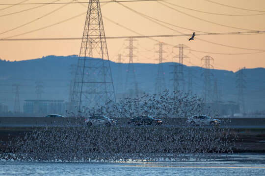 Flock of birds flying at Ravenswood SF2, restored salt pond, East Palo Alto, California, USA