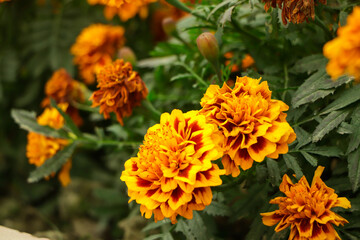 Amazing Mexican marigold flower in garden, on natural beautiful background.selection focus.
