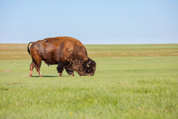 American bison Bison bison grazing in grassland of Badlands National Park, South Dakota, USA