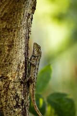 lizard on a tree