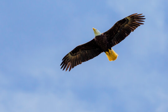 Flying bald eagleâ€ (Haliaeetus leucocephalus)