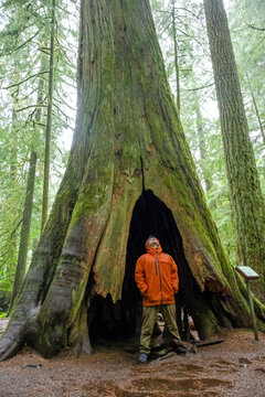 Man looking up hollow tree, Cathedral Grove, Vancouver Island, British Columbia, Canada