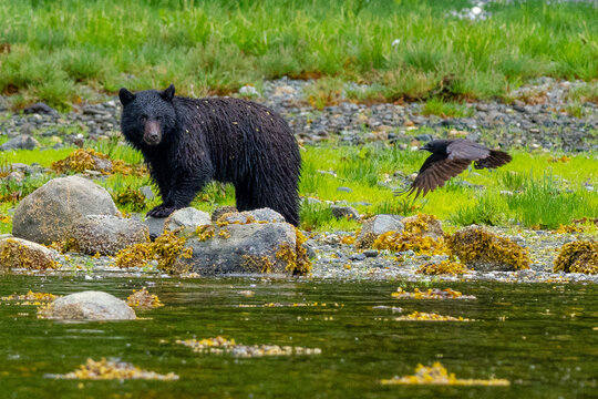 Black bear (Ursus americanus) and raven