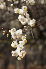 野川公園の白梅